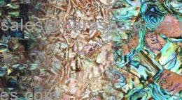 abalone shell slab, surface collection
