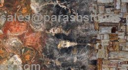petrified wood slab collection