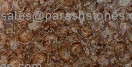 picture of round brown petrified wood slab, tiles & surface